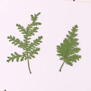 12PCS 5-7 cm Pritisnete Posušene Naravnega bora Listi Rastlin Za Herbarij DIY Nakit Umetnostne Obrti Dobavo Stisnjenega Listov rože