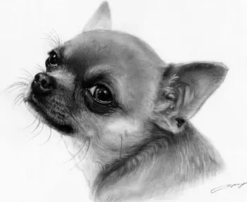 5D DIY Diamond Slikarstvo Navzkrižno Šiv črno bel Chihuahua pes Poln Kvadrat Vaja Okrasnih Mozaik Diamond Vezenje Z567