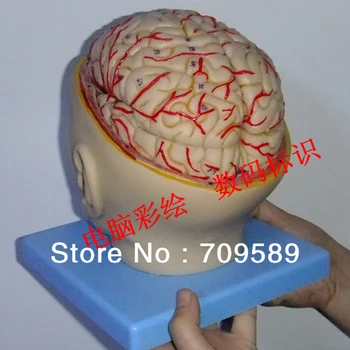 ISO Deluxe Anatomija Možganov z Arterije, Možganov z Glavo Model